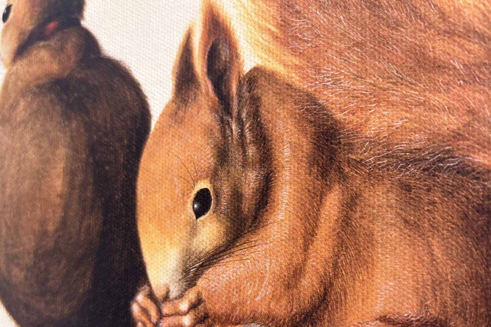 Eichhörnchen, 1512 - Albrecht Dürer