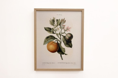 Bitterorange mit violetter Frucht von Pierre Joseph Redouté