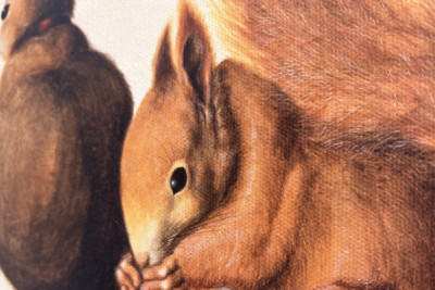 Eichhörnchen, 1512
