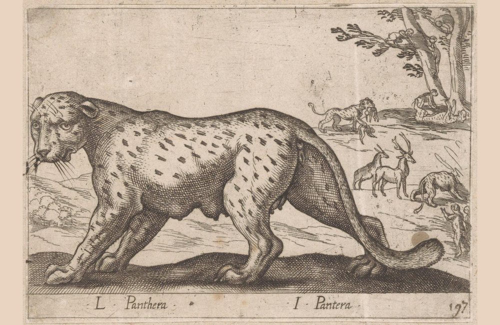 Panther von Antonio Tempesta