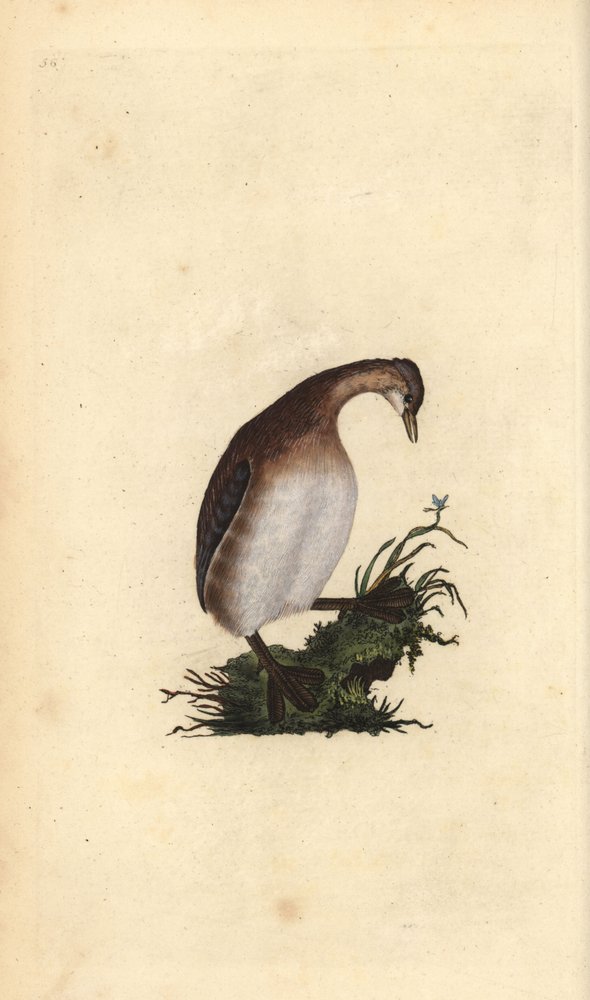 Zwergtaucher, Tachybaptus ruficollis. Handkolorierte Kupferplatte gezeichnet und graviert von Edward Donovan aus seiner Natural History of British Birds, London von Edward Donovan