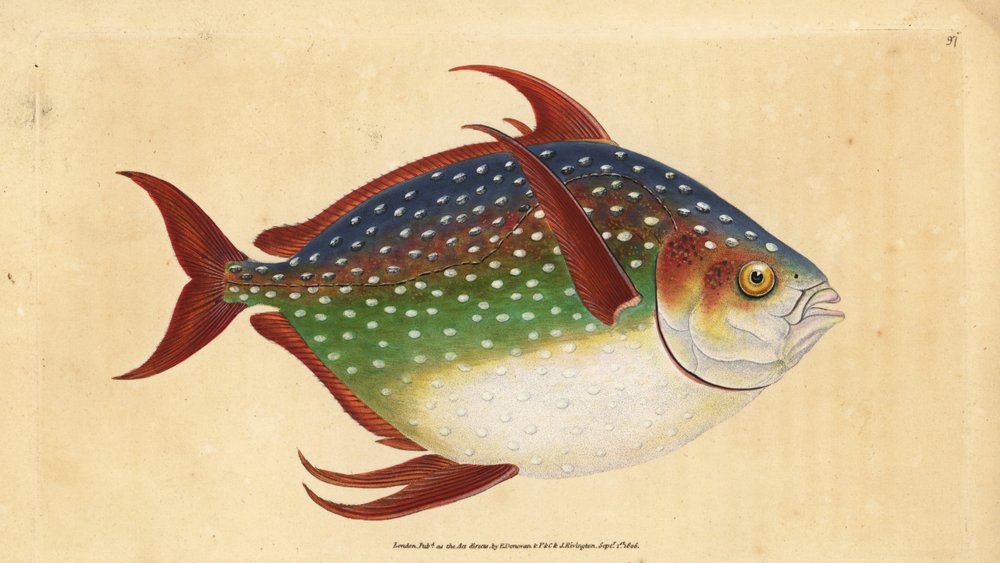Opah oder Königfisch, Lampris guttatus (Zeus luna). Handkolorierte Kupferplatte gezeichnet und graviert von Edward Donovan aus seiner Natural History of British Fishes, Donovan und F.C. und J. Rivington, London von Edward Donovan