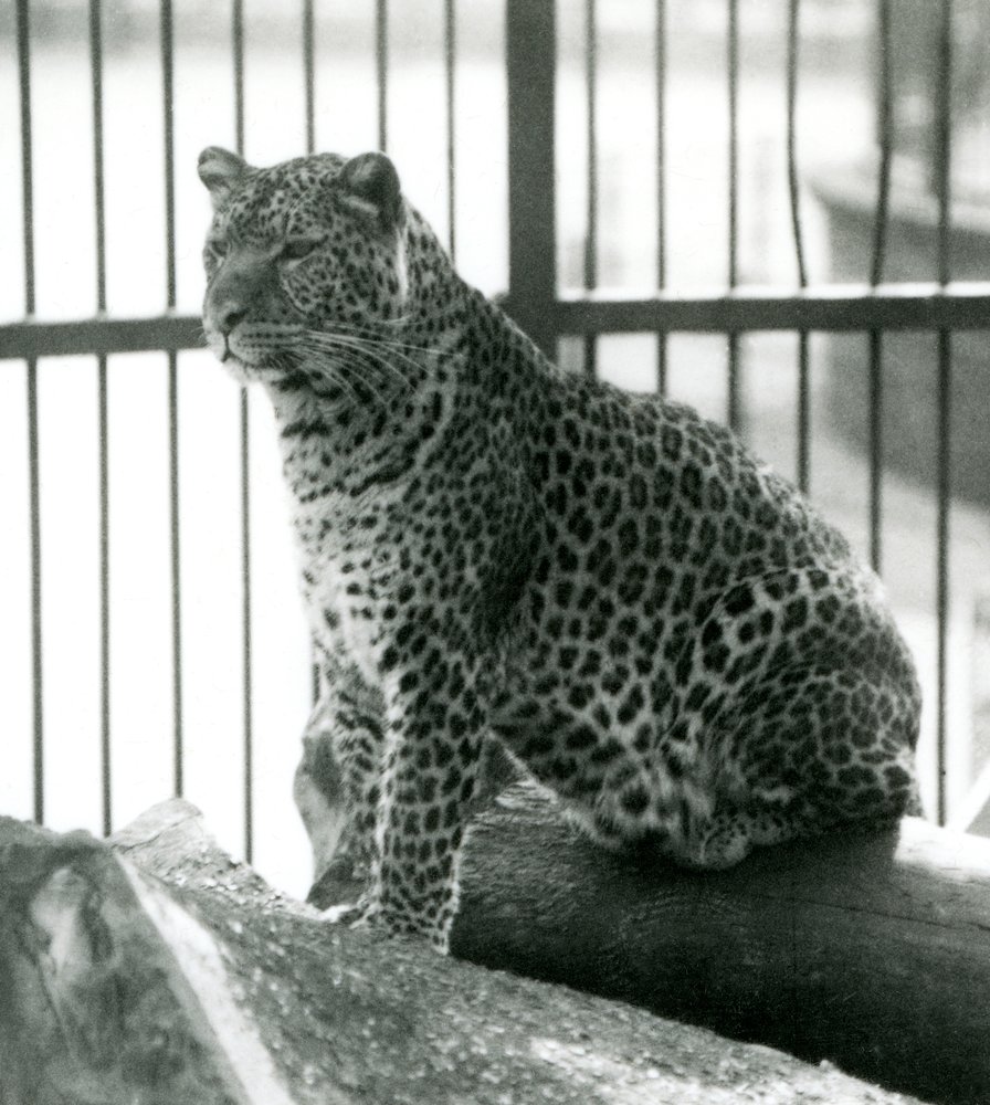 Leopard Rex sitzt auf einem Baumstamm in seinem Gehege im Londoner Zoo ...