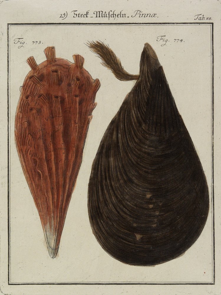 Muscheln, aus Neues Systematisches Conchylien-Cabinet, 1784 von Friedrich Heinrich Wilhelm Martini
