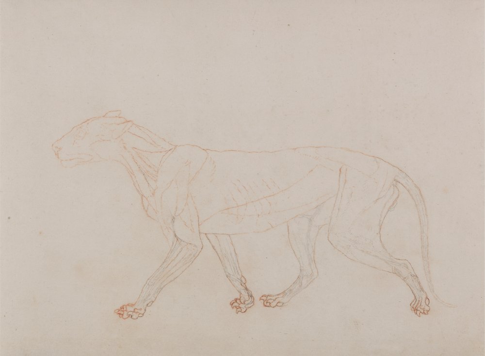 Tigerkörper, Seitenansicht (zeigt das dritte Stadium der Dissektion) von George Stubbs