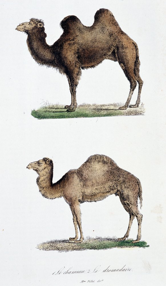 Kamel und Dromedar von Georges Louis Leclerc: Kunstdruck image