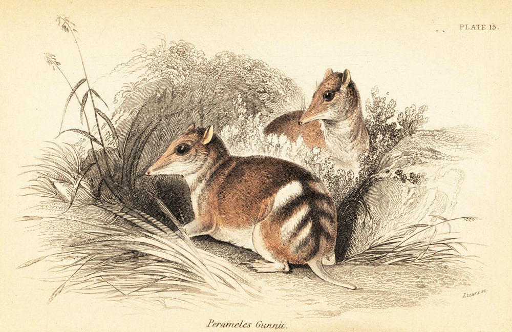 Östlicher Streifenbeutler, Perameles gunnii (Stich) von Georges Robert Waterhouse