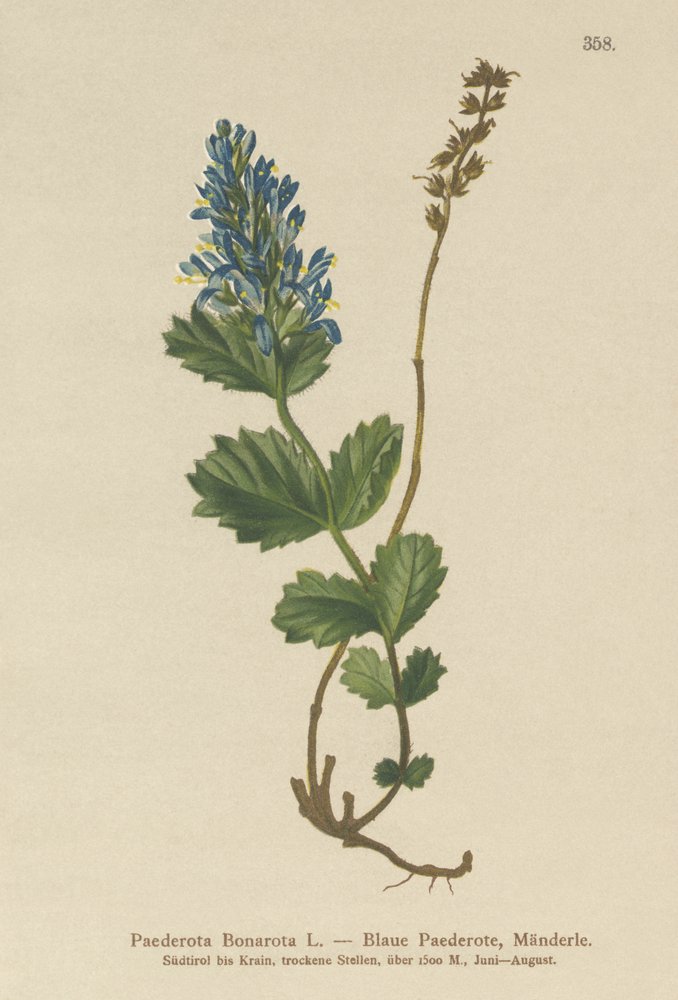 Bläuliche Paederota (Paederota Bonarota) von German School