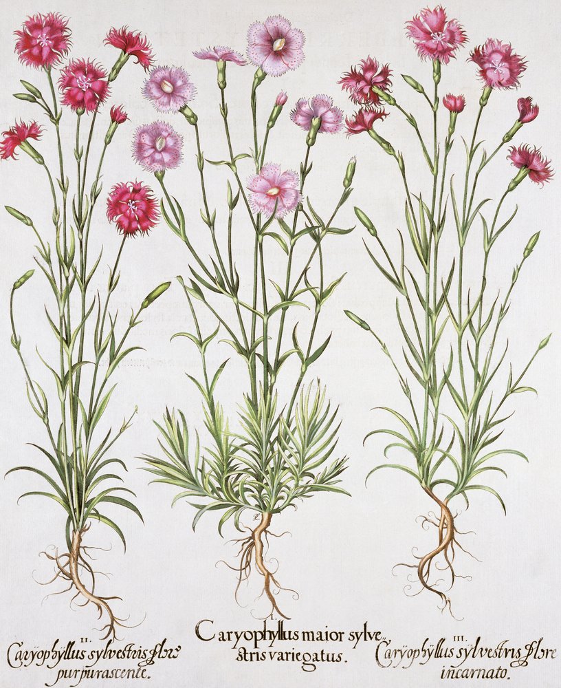 Verschiedene Sorten von Dianthus, aus dem Hortus Eystettensis von Basil Besler (1561-1629), veröffentlicht 1613 von German School