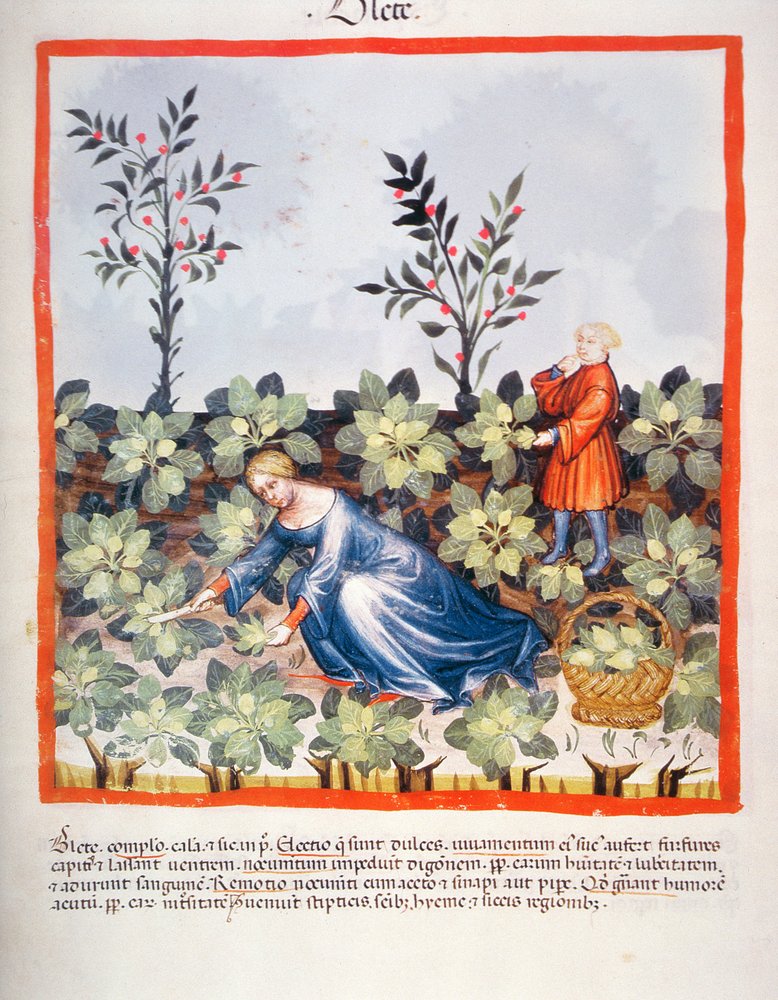 Nova 2644 fol.27r Ernte chinesischer Blätter, aus Tacuinum Sanitatis von Italian School