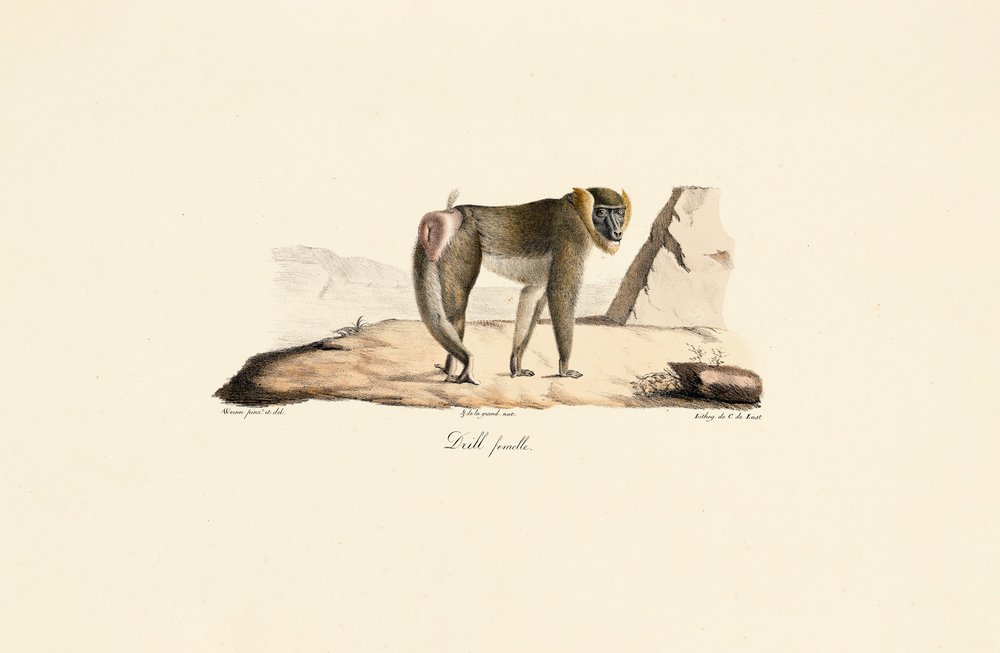Weiblicher Drill von Jacques Christophe Werner