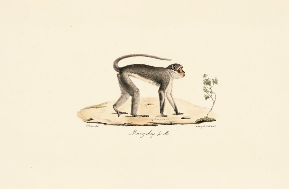 Patasaffe (weiblich) von Jacques Christophe Werner