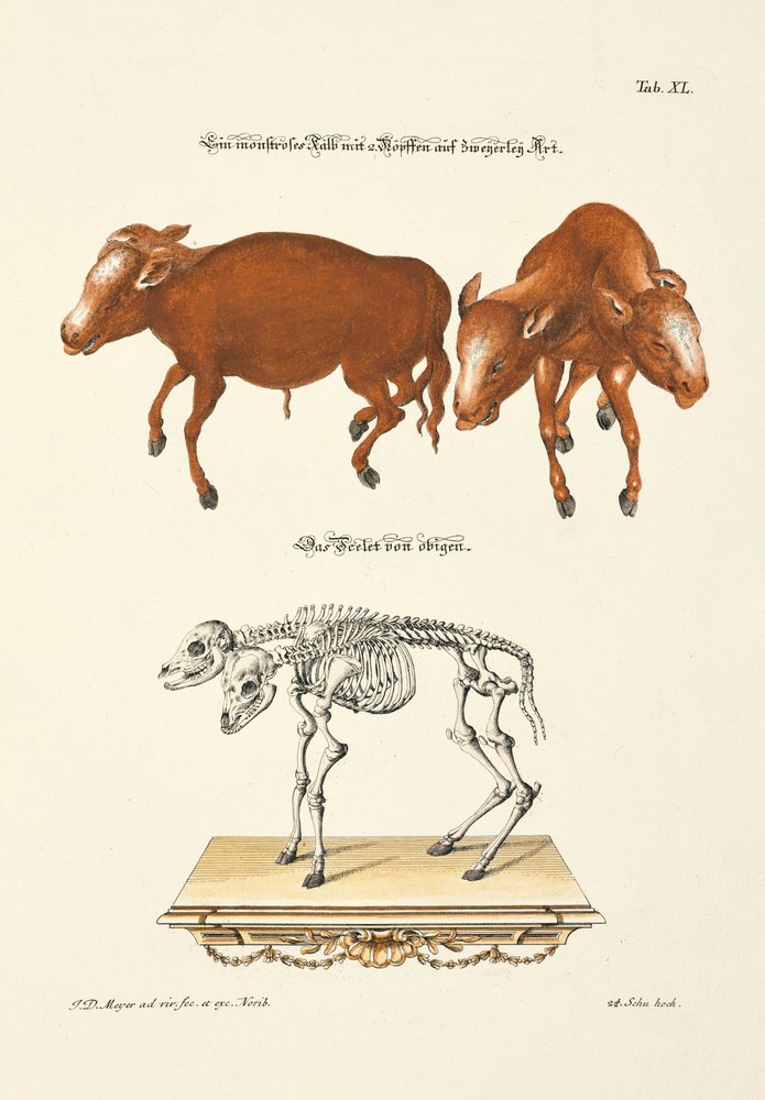 Monströses Kalb mit 2 Köpfen auf zwei verschiedene Arten von Johann Daniel Meyer