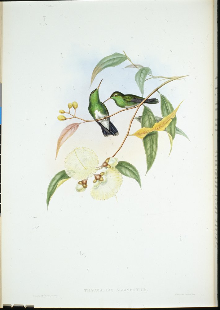 Weißbauch-Smaragd (Thaumatias Albiventris) von John (after) Gould