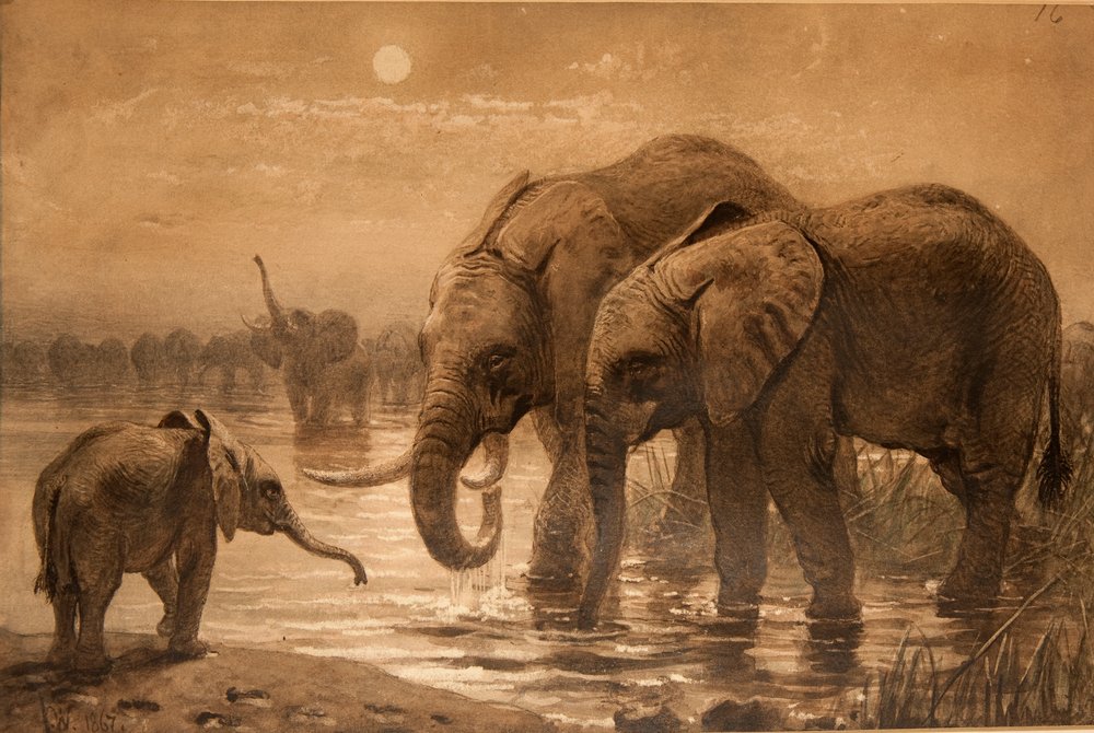 Afrikanische Elefanten von Joseph Wolf