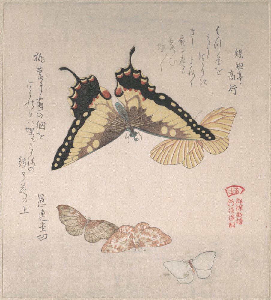 Verschiedene Nachtfalter und Schmetterlinge von Kubo Shunman