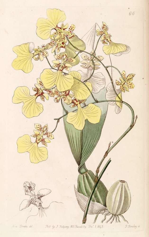 Oncidium bicolor von Miss Drake