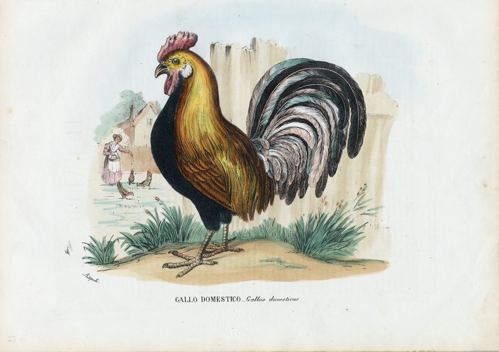 Hahn, 1863-79 von Raimundo Petraroja