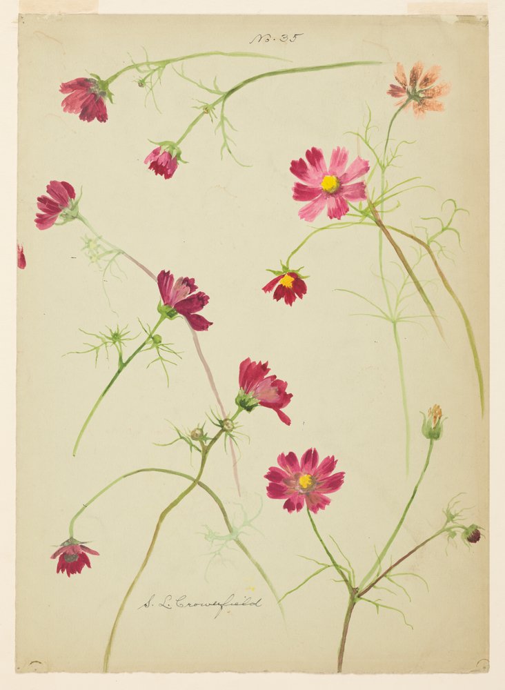 Studie des Kosmos von Sophia L. Crownfield: Kunstdruck