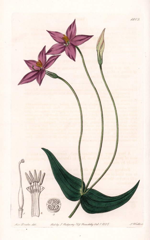 Chironia Variete - Platte graviert von S. Watts, nach einer Illustration von Sarah Anne Drake (1803-1857), aus dem Botanical Register von Sydenham Edwards (1768-1819), England von Sydenham Teast Edwards
