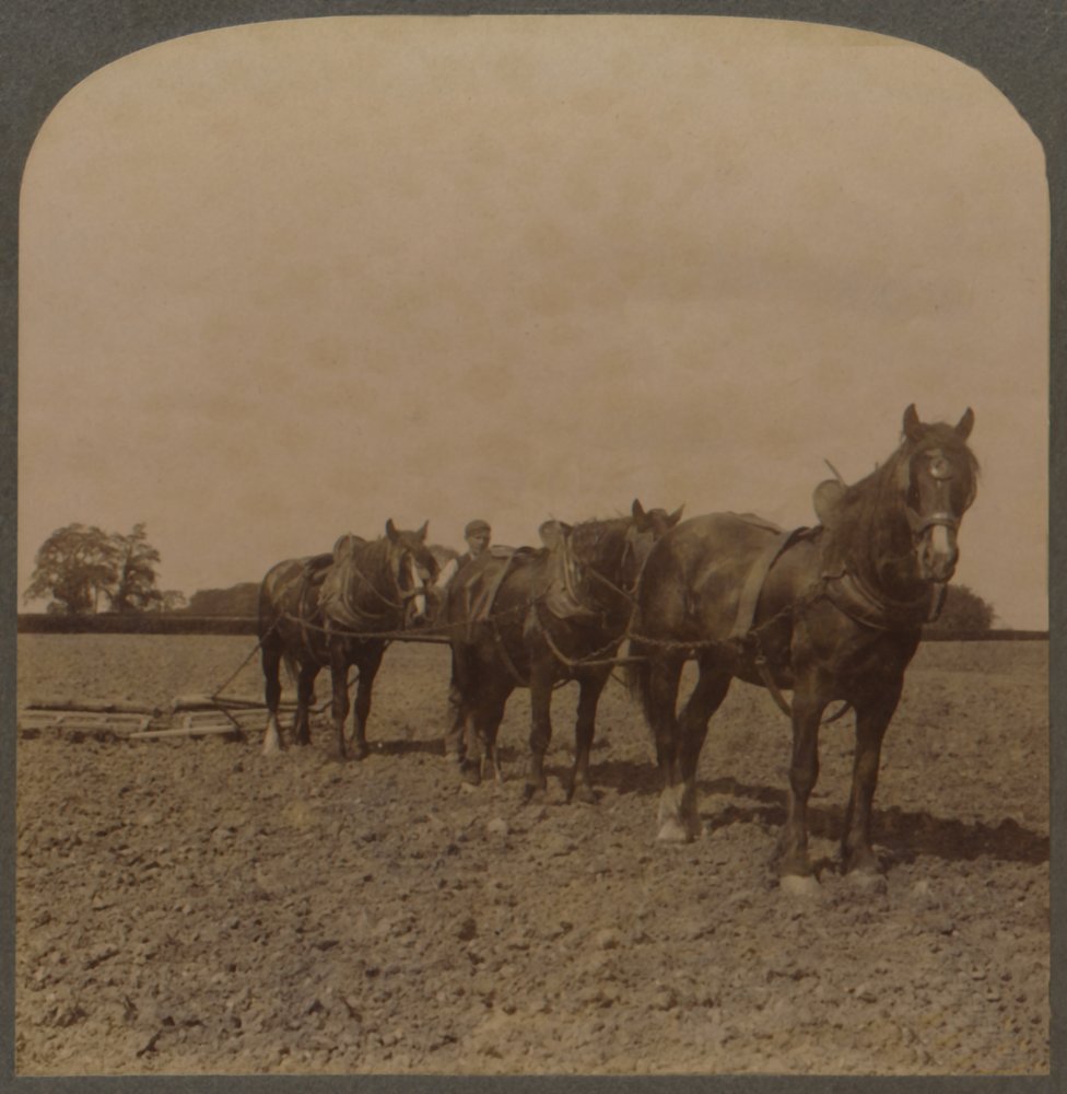 Landwirtschaft in England - Eggen des Landes, 1909 von Unbekannt