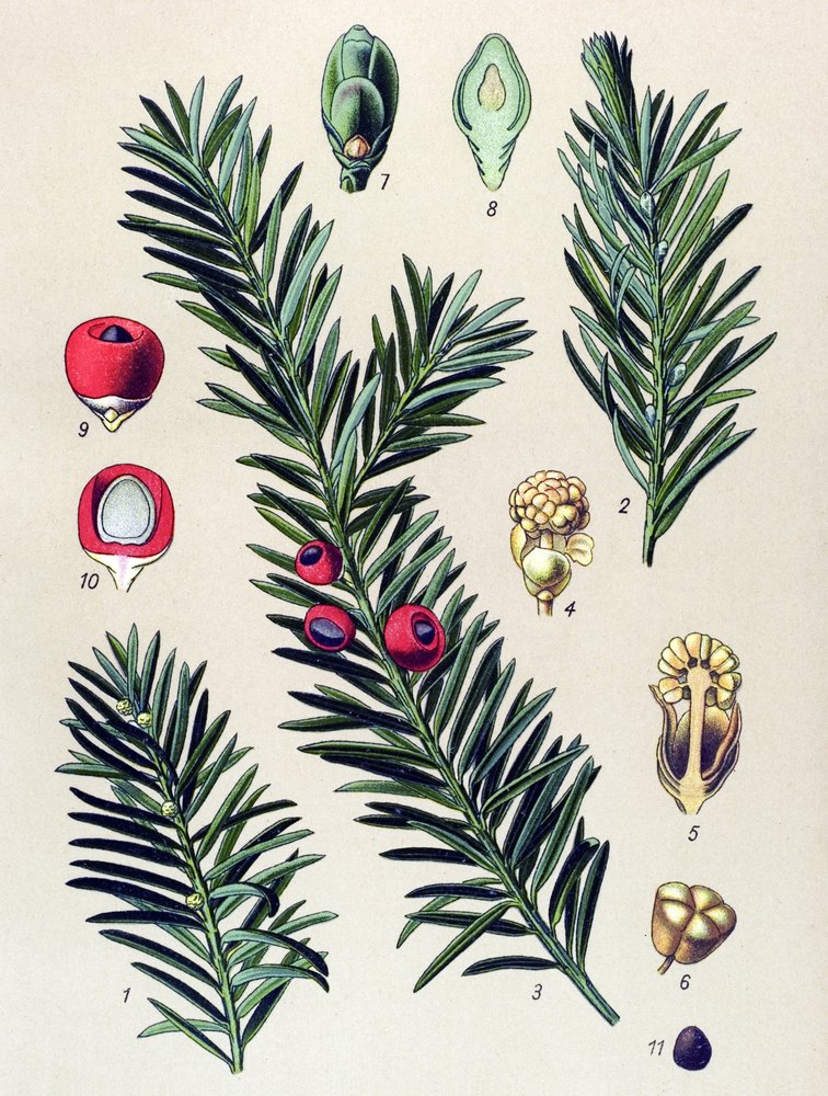 Botanische Tafel. Giftpflanze: Gemeine Eibe (Taxus baccata) von Unbekannter Künstler