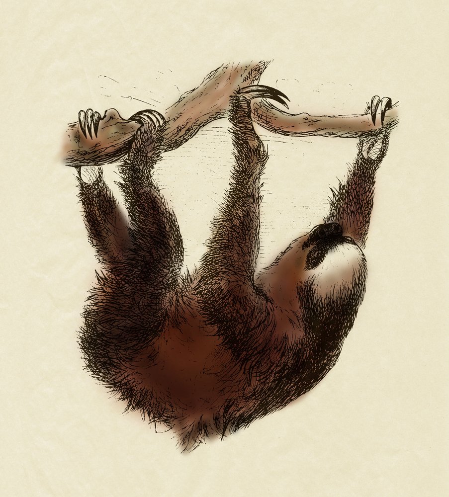 Zoologie: Faultier (Bradypus tridactylus) von Unbekannter Künstler