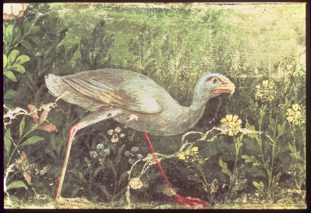 Wandmalerei eines Sultan-Huhns in einem Garten, Pompeji, 1. Jahrhundert n. Chr. von Unknown