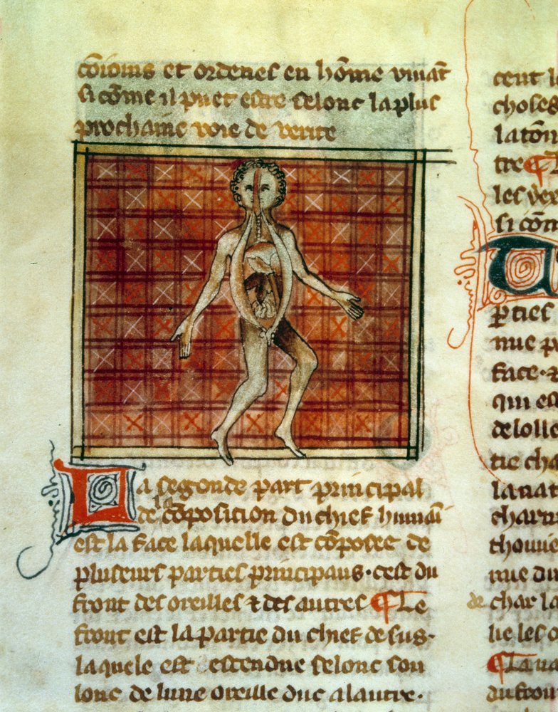 Anatomie des menschlichen Körpers. Miniatur aus einem medizinischen Traktat von Henri de Mondeville oder Hermondaville (1260-1320), Chirurg von Philippe le Bel. von Unknown artist