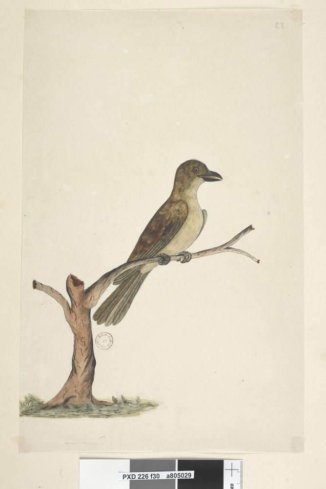 Seite 30. ...? Norfolk Island Amsel? Aplonis fuscus, weiblich, 1791-92 von Unknown artist