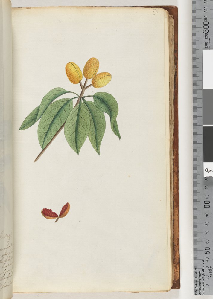 Seite 59. Pilospermum mapon von Unknown artist