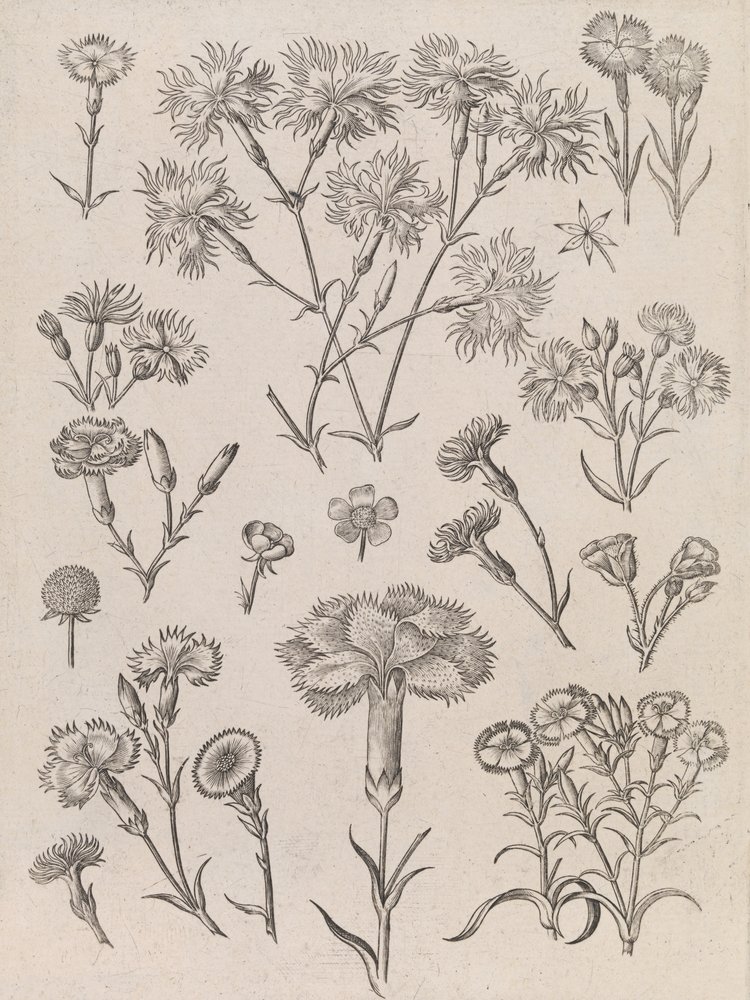 Narzissen von Adriaen Collaert