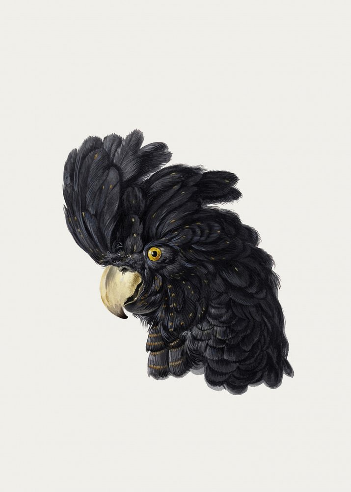 Kopf eines Kakadus von Aert Schouman