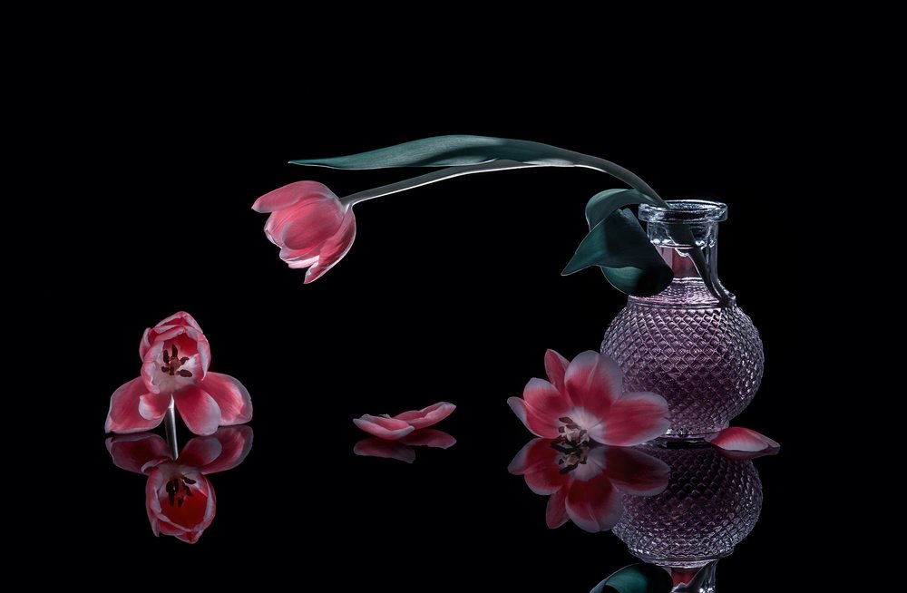 Elegante Rosa Tulpen von Alice Sheng
