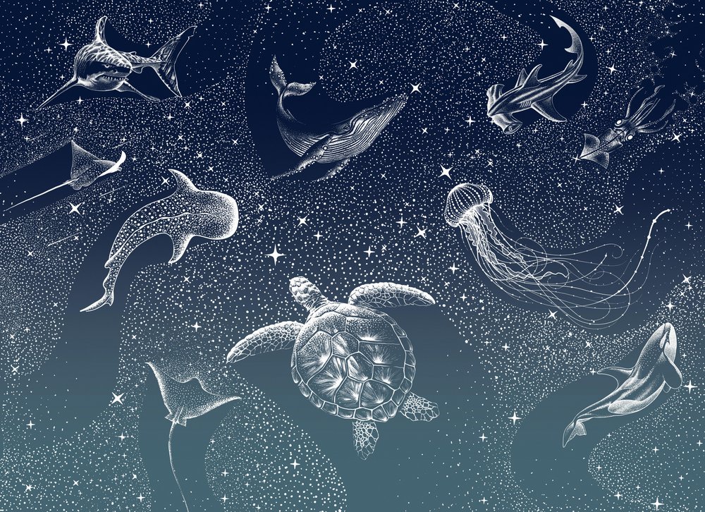 Himmlisches Meeresleben von Alirıza ÇAKIR