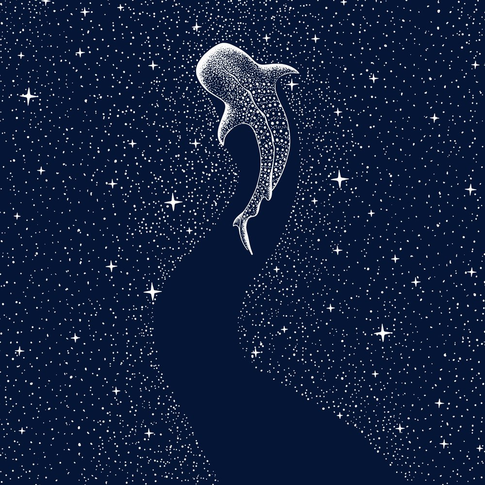 Sternen-Walhai von Alirıza ÇAKIR