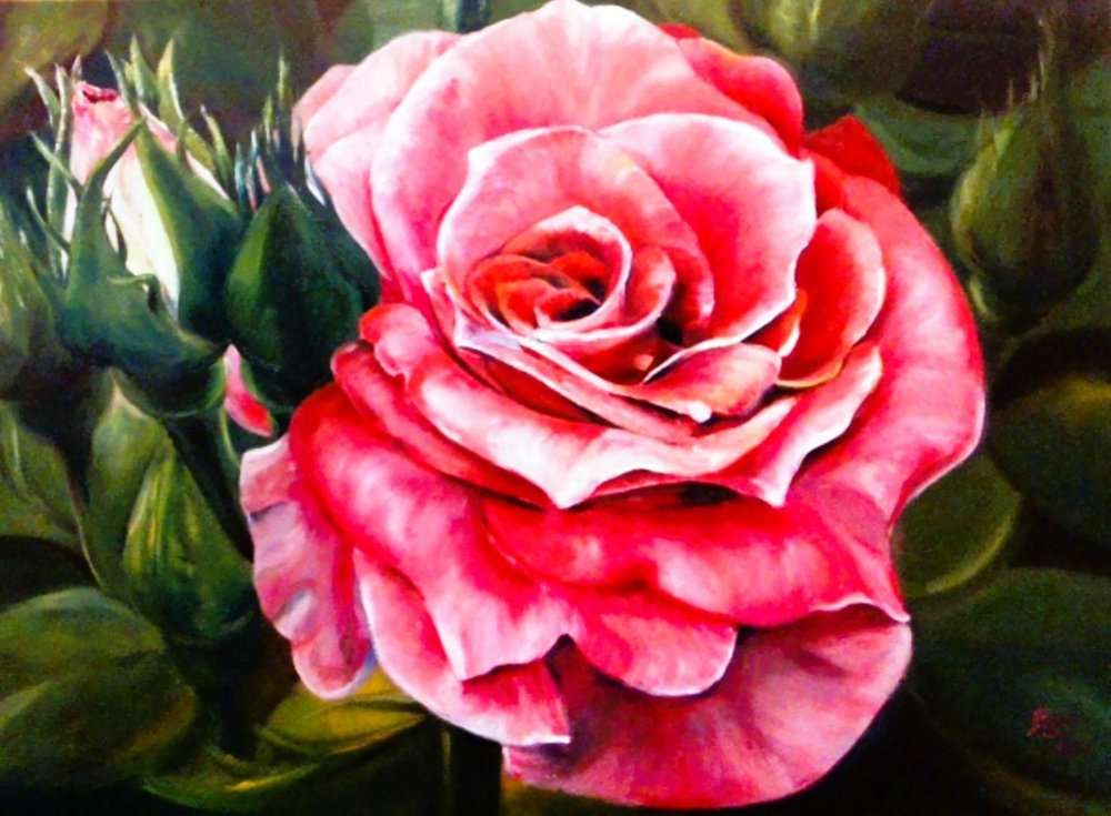 Lebhafte rosa Rosenblüte von Anda Bieza