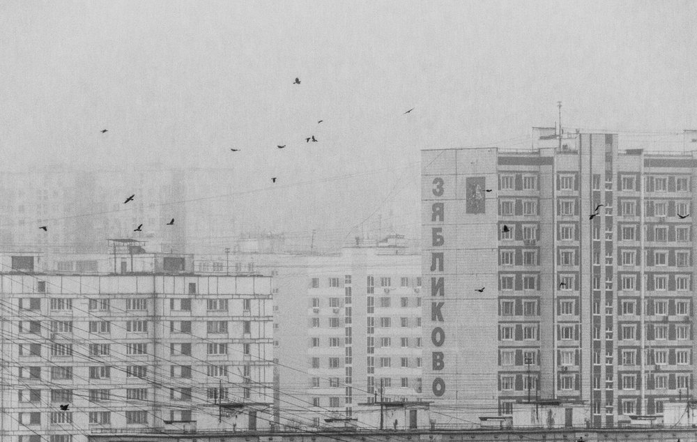 Monochrome Stadtvögel von Andrey Kotov