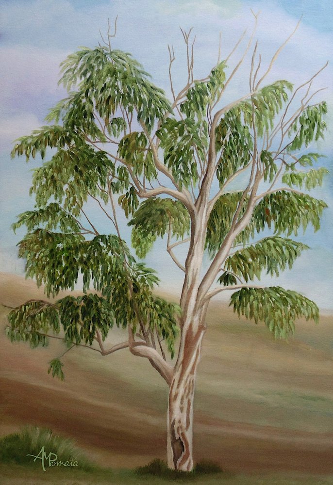 Australischer Eukalyptusbaum von Angeles M. Pomata