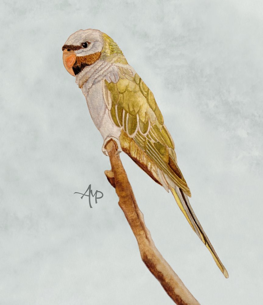 Grüner Mönchssittich von Angeles M. Pomata