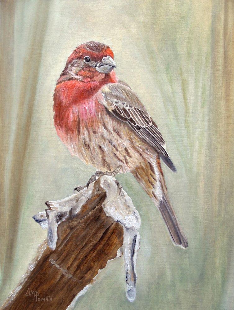 Roter Fink auf verschneitem Ast von Angeles M. Pomata