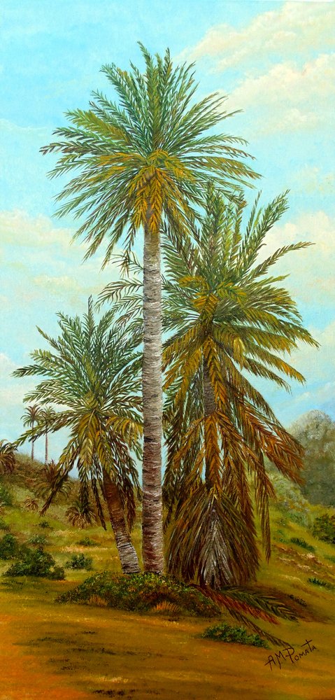 Sonnige Wüstenpalmen von Angeles M. Pomata