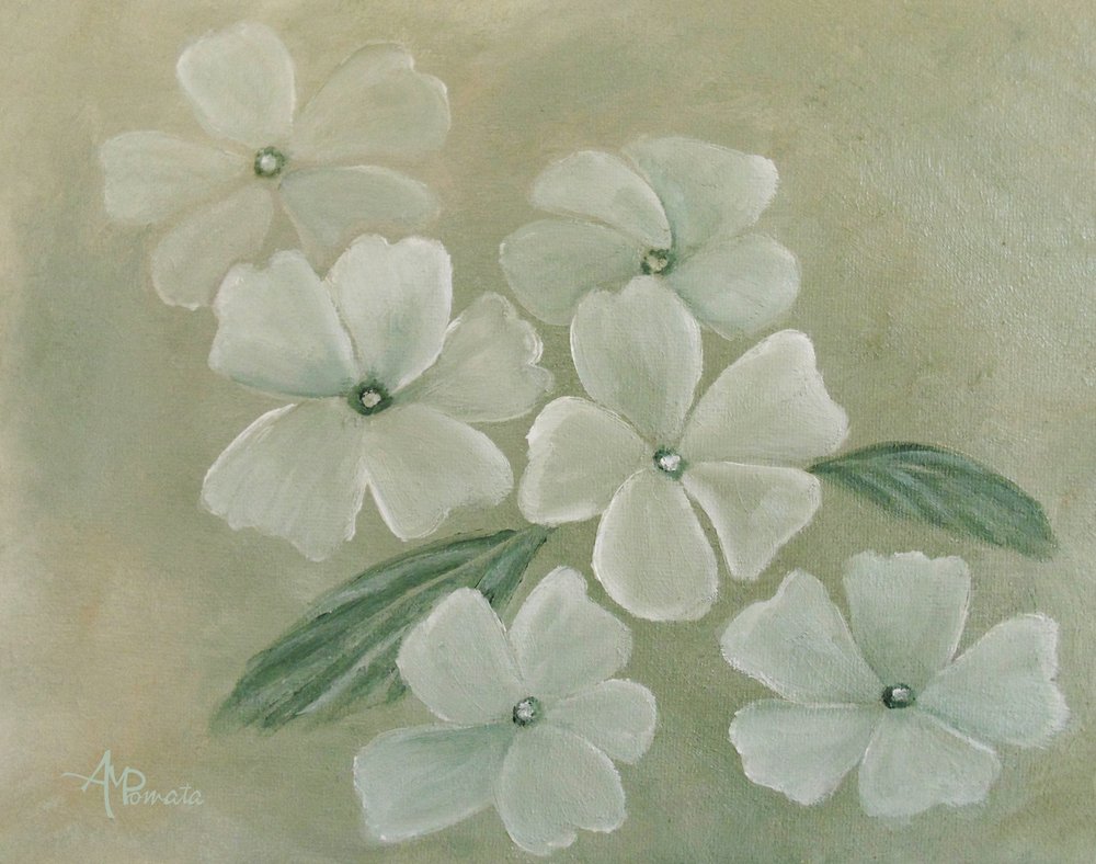 Weiße Primel von Angeles M. Pomata