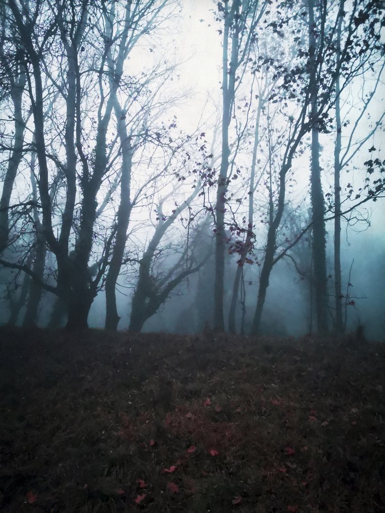 Dunkler nebliger Wald von Angelo Cerantola