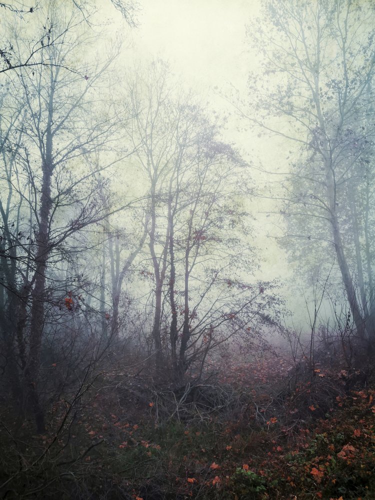 Ätherischer Waldnebel von Angelo Cerantola