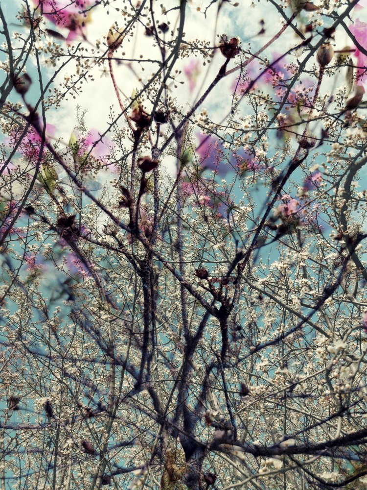 Rosa Weiße Frühlingsblüten von Angelo Cerantola