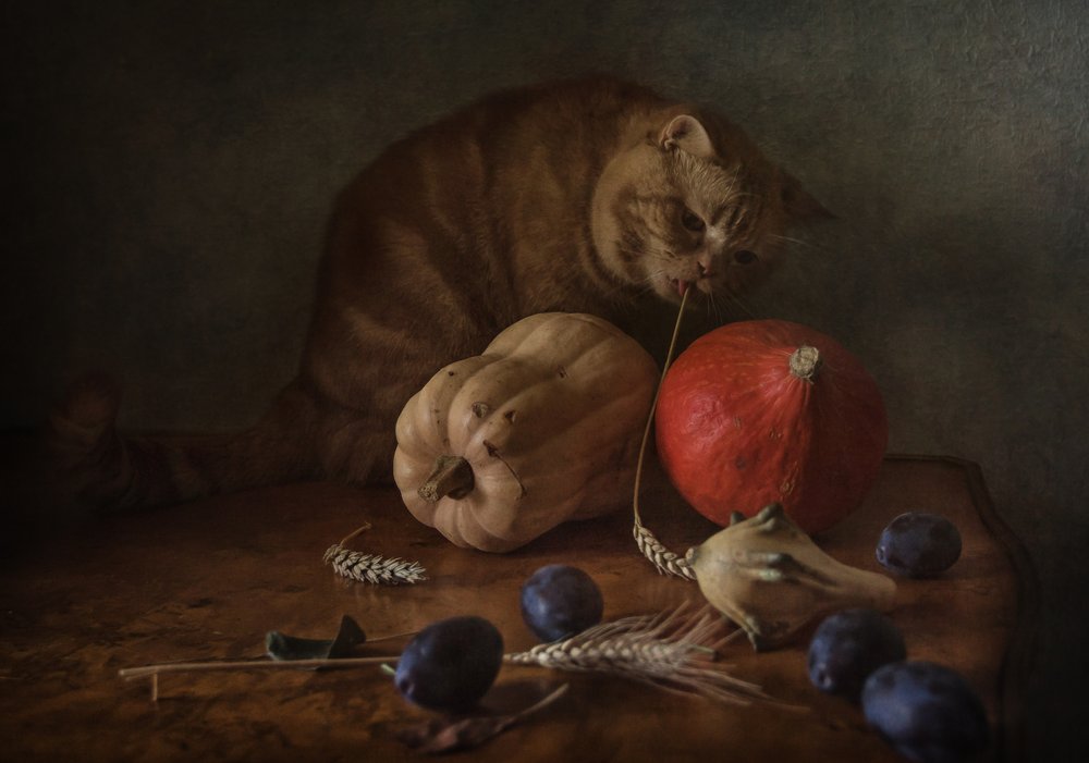Neugierige Katze Ernte von Anna Petina