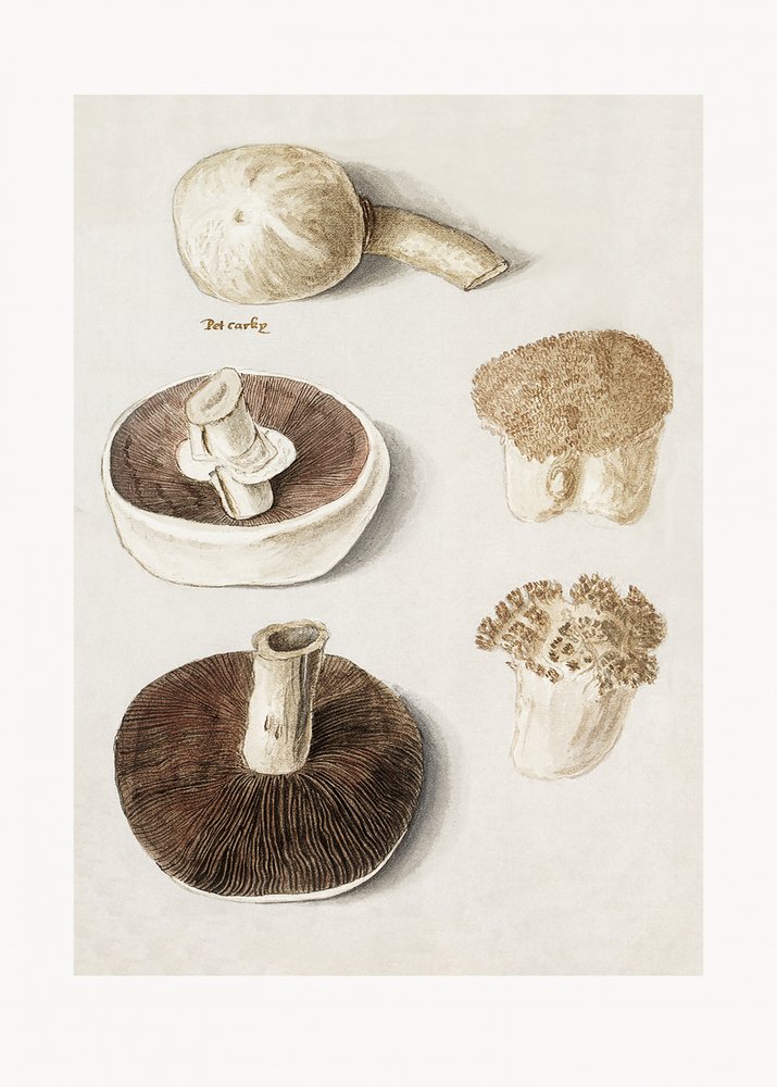 Gewöhnlicher Wiesenchampignon, Agaricus campestris stehend von Anselmus Boëtius de Boodt