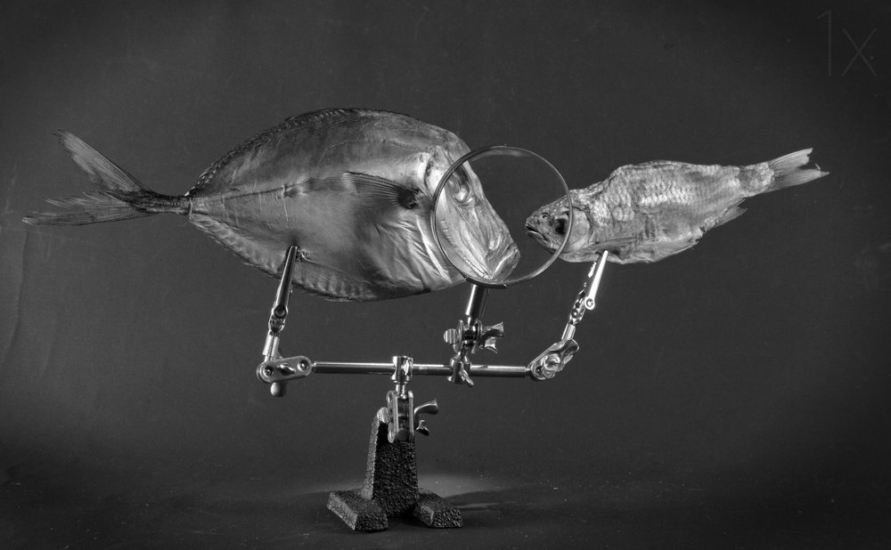 Neugierige Fischstudie von Brig Barkow