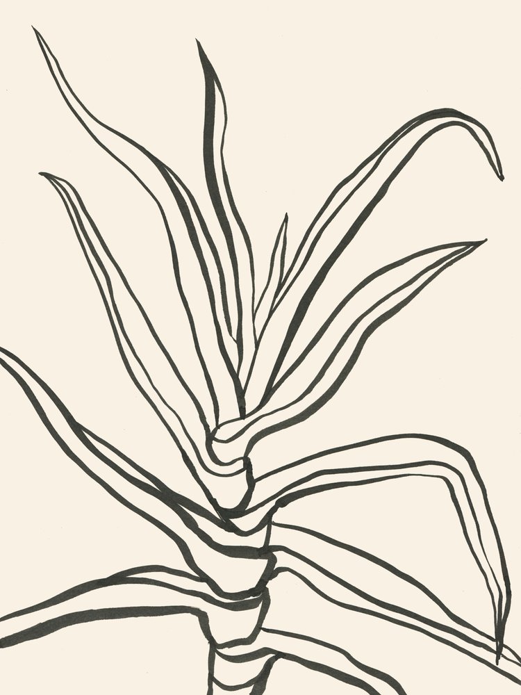 Minimalistische Pflanzenumrisse von Catalina Somolinos